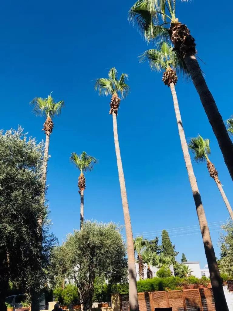 Park Palace Hotel كيرينيا المظهر الخارجي الصورة